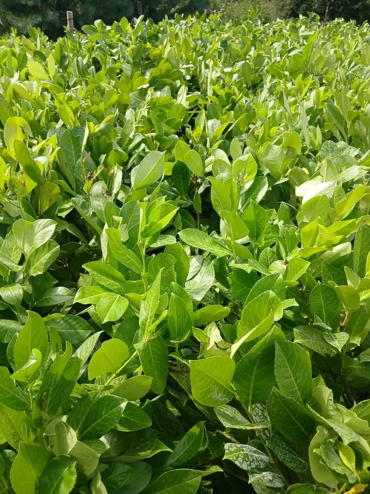 Large Potted Laurel Plants – €10 Each